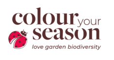 Color Your Season